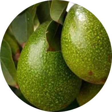 You are currently viewing 5 Coisas que você nâo sabe sobre o abacate e como conservá-lo fresco por mais tempo